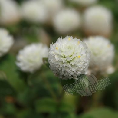 Насіння квітів гомфрени Гном, 200 шт., білий