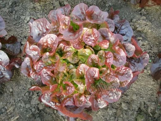 Насіння салату Руксай, 50 шт. драже