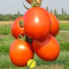 Семена томата (помидора) Лиона F1