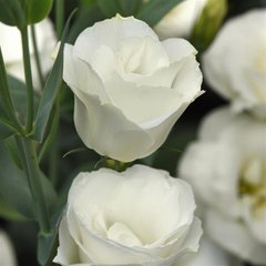 Насіння квітів еустоми Flare F1, 100 шт (драже), white