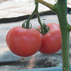 Насіння томату (помідора) Фенда F1