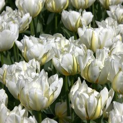 Луковицы тюльпана Ап Вайт (Up White), 2 шт.