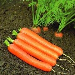 Насіння моркви Дордонь F1, 50 000 шт