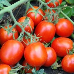 Семена томата (помидора) Стелла Ред F1