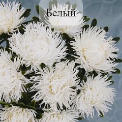 Семена цветов астры Дрегон, 1 г., белый