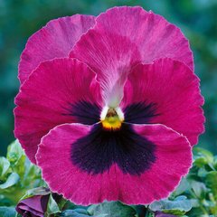Семена цветов виолы виттроки Тремпет S1, 1000 шт, розовый с глазком