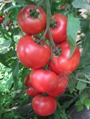 Семена томата (помидора) Фенда F1, 250 шт