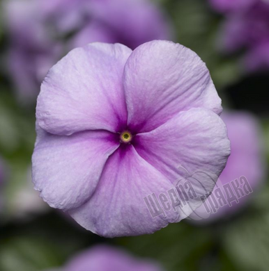 Насіння квітів катарантуса (барвінку) СанШторм F1, 100 шт, пурпурний