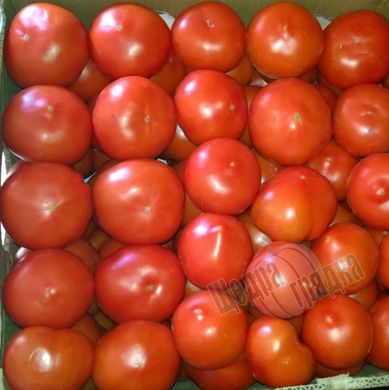 Насіння томату (помідора) Беллфорт F1