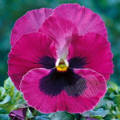 Семена цветов виолы виттроки Тремпет S1, 1000 шт, розовый с глазком