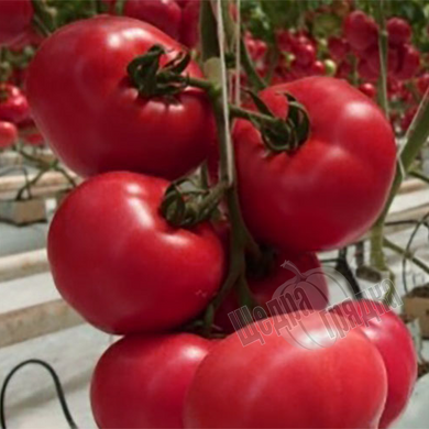 Насіння томату (помідора) Фенда F1