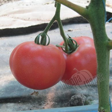 Семена томата (помидора) Фенда F1, 250 шт