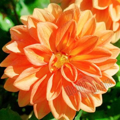 Семена цветов георгины Фигаро F1, 100 шт, оранжевый
