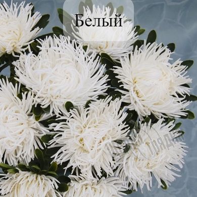 Семена цветов астры Дрегон, 1 г., белый