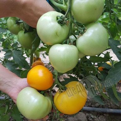 Насіння томату (помідора) Ямамото F1 (KS 10), 10 шт