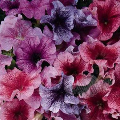 Насіння квітів петунії грандіфлори Дедді F1, 1000 шт (драже), суміш