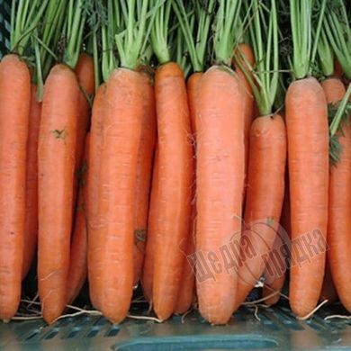 Семена моркови Дордонь F1, 50 000 шт