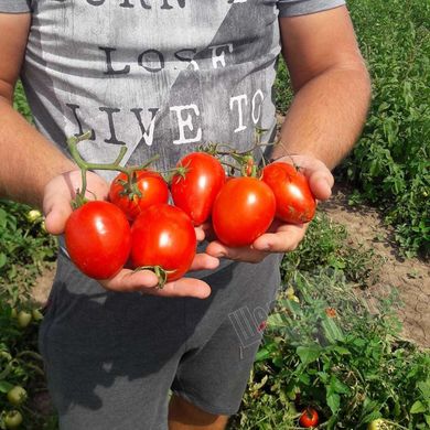Насіння томату (помідора) Ліона F1