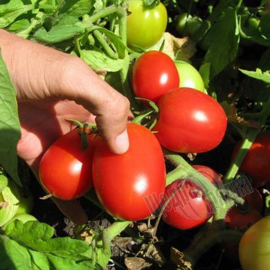 Насіння томату (помідора) Стелла Ред F1