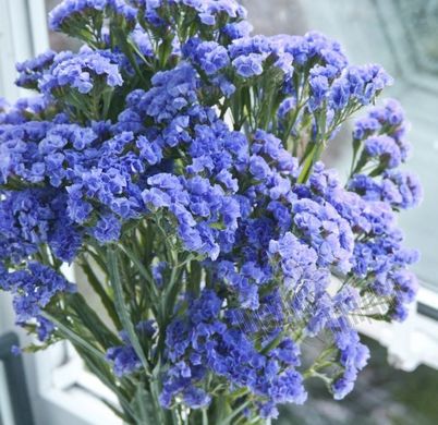 Насіння квітів статиці Блакитний обрій, 10 г, блакитний