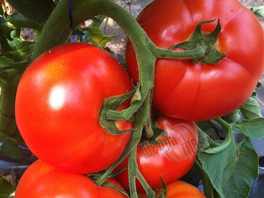 Насіння томату (помідора) Беллфорт F1