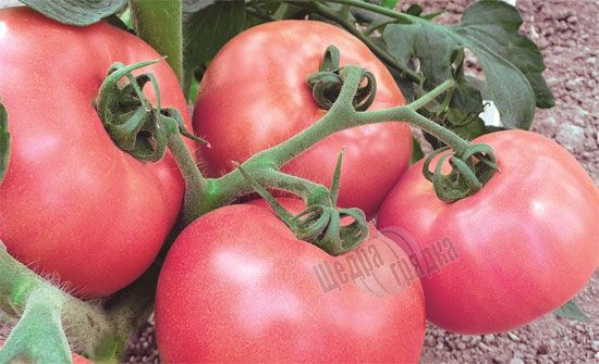 Семена томата (помидора) Торбей F1, 10 шт