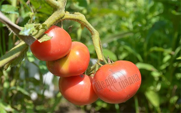 Насіння томату (помідора) Торбей F1