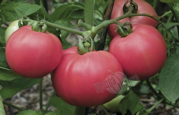 Насіння томату (помідора) Торбей F1