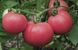 Насіння томату (помідора) Торбей F1, 10 шт