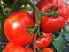 Семена томата (помидора) Беллфорт F1