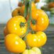 Насіння томату (помідора) Ямамото F1 (KS 10), 10 шт