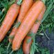 Насіння моркви Дордонь F1, 50 000 шт