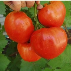 Семена томата (помидора) Альянс F1