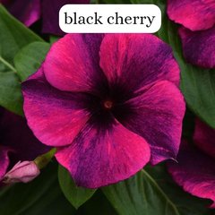 Насіння квітів катарантуса Тату F1, 100 шт, black cherry
