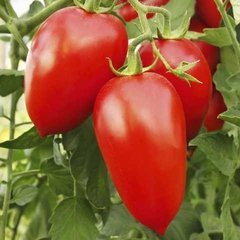 Семена томата (помидора) Адель F1, 8 шт