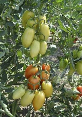 Насіння томату (помідора) Адель F1