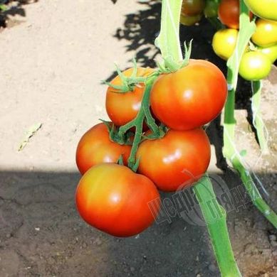 Семена томата (помидора) Зульфия F1