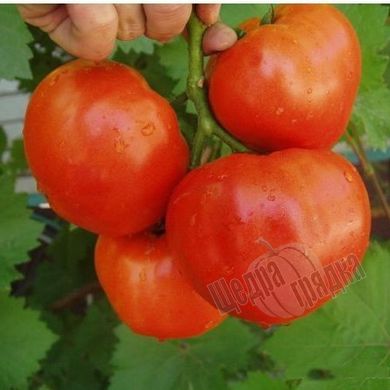 Насіння томату (помідора) Альянс F1