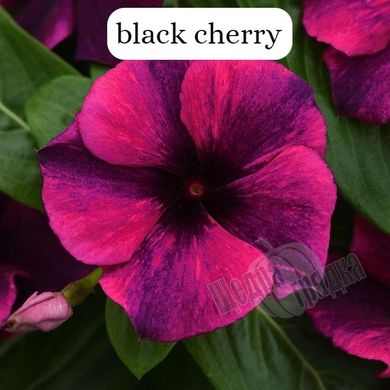 Насіння квітів катарантуса (барвінку) Тату F1, 100 шт, black cherry