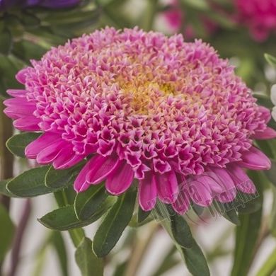 Семена цветов астры Болеро, 5 г., розовый