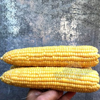 Семена кукурузы Оватона F1