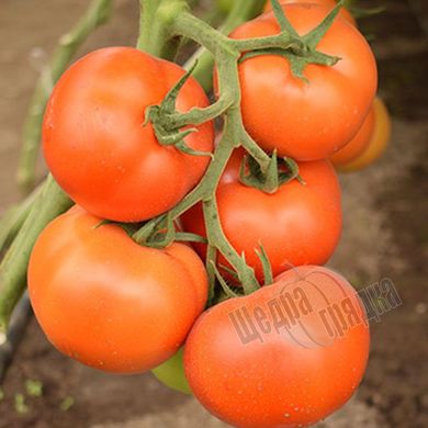 Насіння томату (помідора) Зульфія F1