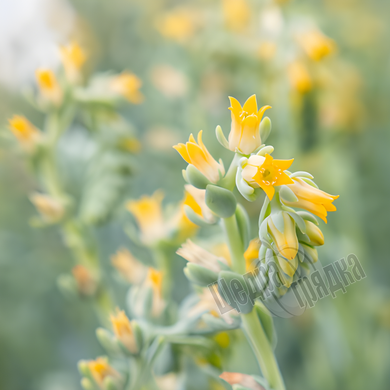 Семена ехеверии (каменный цветок) Urban Yellow, 50 шт (драже), желтый