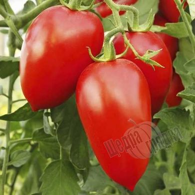 Насіння томату (помідора) Адель F1, 8 шт