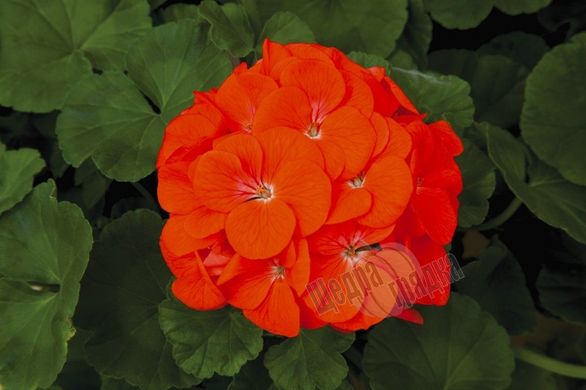 Насіння квітів пеларгонії садової Маверік F1, 50 шт, помаранчевий