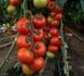 Насіння томату (помідора) Зульфія F1