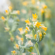 Семена ехеверии (каменный цветок) Urban Yellow, 50 шт (драже), желтый