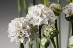 Насіння квітів армерії морської Армада, 100 шт, білий