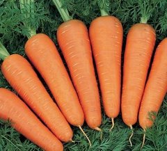 Насіння моркви Фіго F1 (2,2 - 2,4 мм), 1 г.