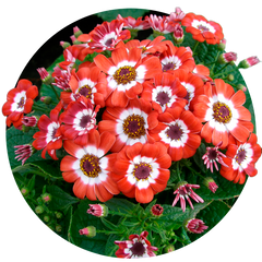 Семена цветов цинерарии (перикалис)